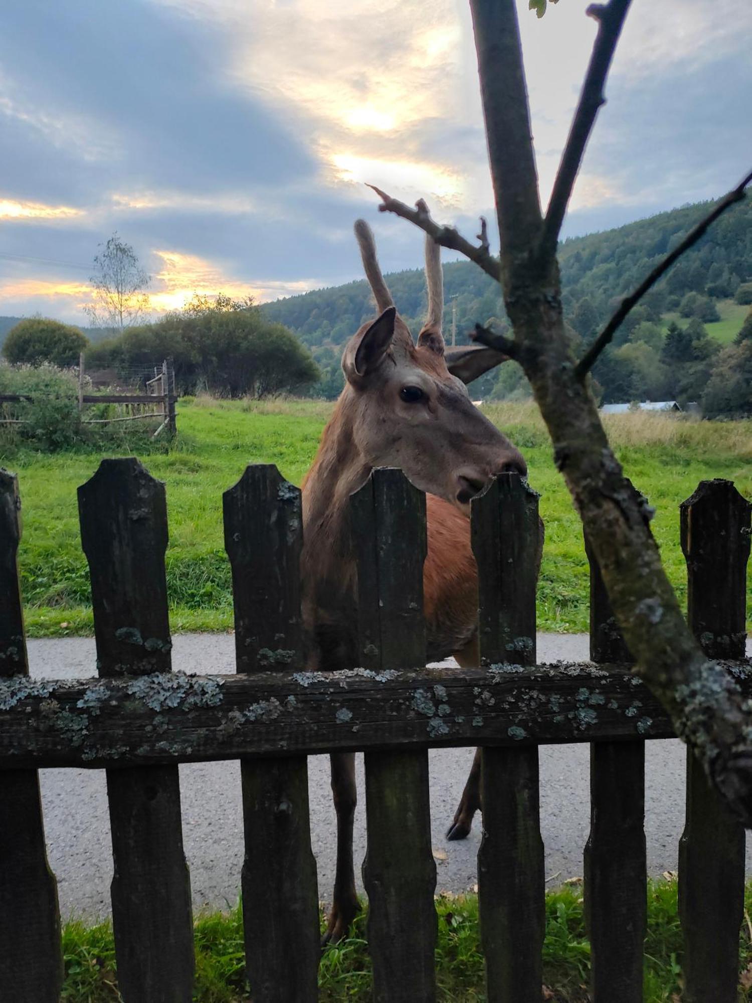 Goralska Czarcia Chata Pod Jalowcem Stryszawa Eksteriør bilde