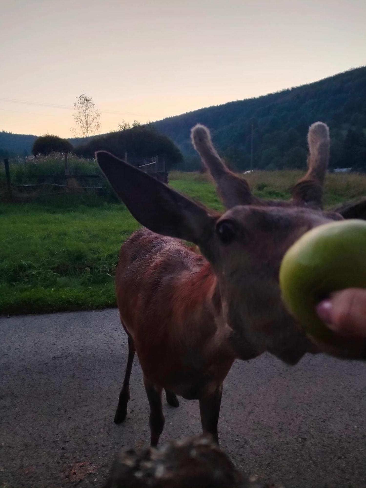 Goralska Czarcia Chata Pod Jalowcem Stryszawa Eksteriør bilde